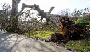 Tragiczny wypadek w lesie. Drzewo przygniotło mężczyznę