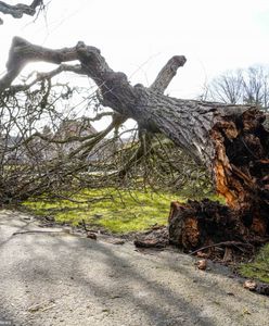 Tragiczny wypadek w lesie. Drzewo przygniotło mężczyznę