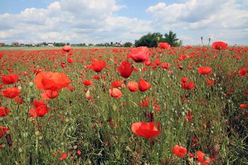 Rolnicy zyskali rok, ale pracy jest sporo. Tak zmienią się obowiązki