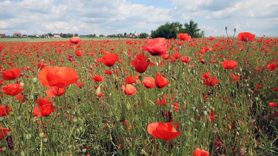 Dzięki odroczeniu rolnicy mają czas, by przygotować się do zmian w przepisach.