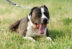 Młotkowice. Znaleziono rozczłonkowane zwłoki. Domu pilnował amstaff