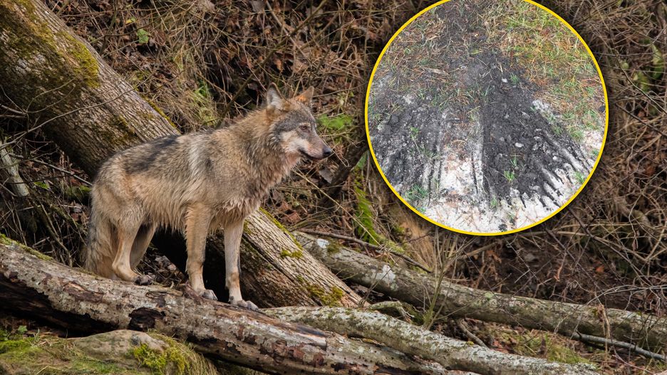 Wilki znakują teren w różny sposób 