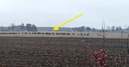 Były ich setki. Stado nagrane na polu