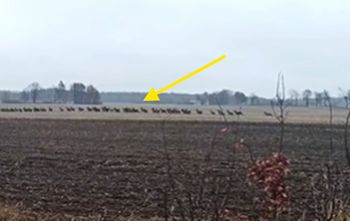 Były ich setki. Stado nagrane na polu