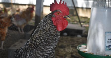 Grypa ptaków atakuje. Tysiące kaczek i indyków do utylizacji