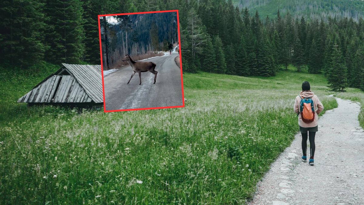 Turysta pokazał nagranie. Internauci poruszeni widokiem 