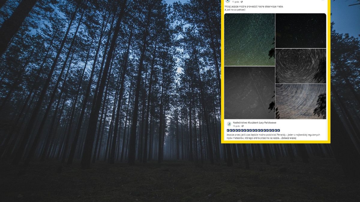 Leśnicy zrobili piękne zdjęcia w "noc spadających gwiazd" 