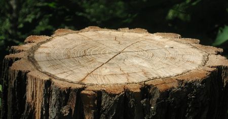 Jak pozbyć się pnia bez karczowania i wydawania pieniędzy na ekipę? Wsyp to, a rozpadnie się sam