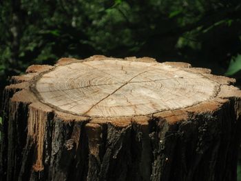 Jak pozbyć się pnia bez karczowania i wydawania pieniędzy na ekipę? Wsyp to, a rozpadnie się sam
