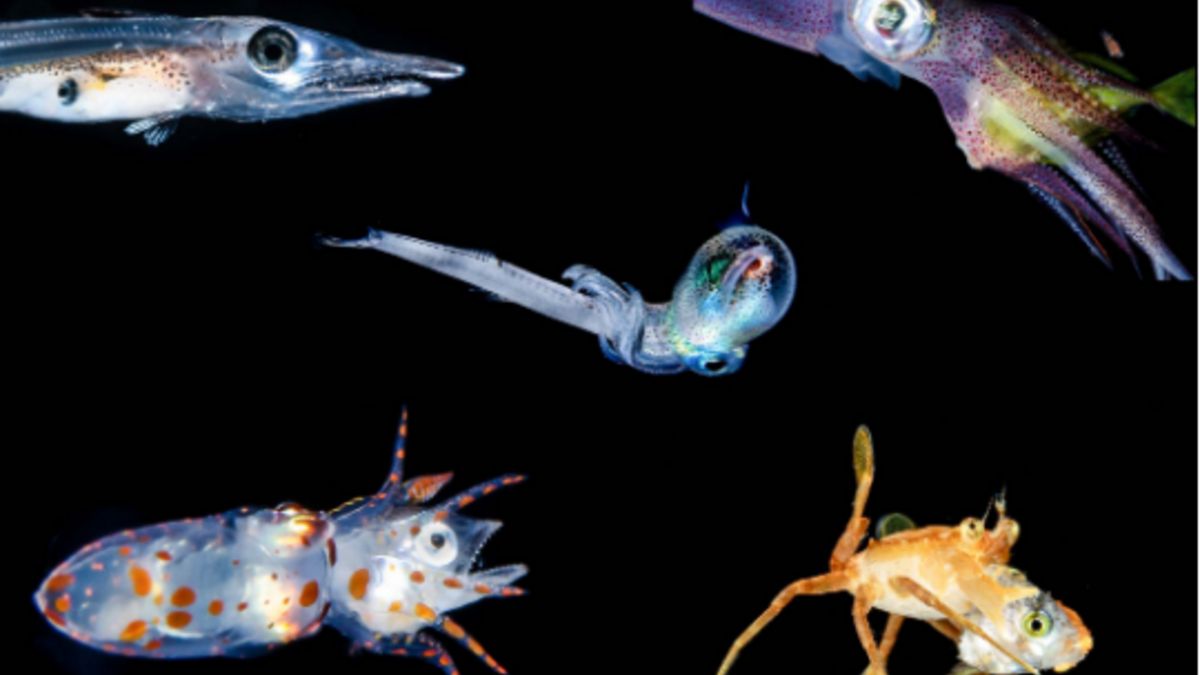 Zdjęcia ryb i parzydełkowców