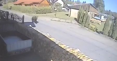 Wyszła tylko na spacer z psem. Zaczął gonić ją niedźwiedź