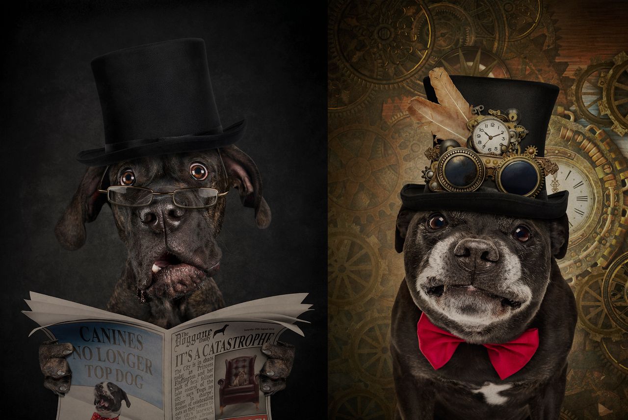Artystka z Melbourne jest prawdziwą specjalistką w dziedzinie psie fotografii. Portrecistka stwierdziła, ze nudzą je konwencjonalne zdjęcia i podejmie się czegoś kompletnie nowego. W ten sposób zaczęła uczłowieczać swoich bohaterów.