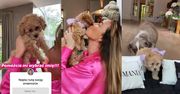 Joanna Przetakiewicz kupiła sobie... PUDELKA! Ogłosiła casting na imię dla pupila: "Blondi, Bella czy Mania?" (FOTO)