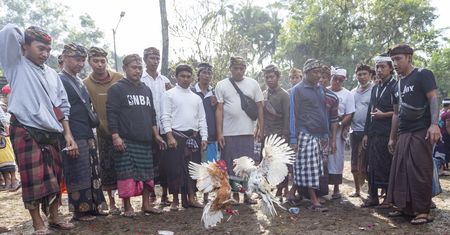 Krwawa tradycja na Bali. Turyści nie mogą na to patrzeć