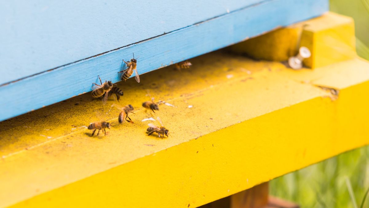 pszczoły pasieka pszczół adopcja pszczół