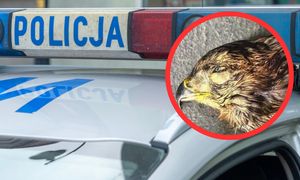 Zjawiły się na komendzie z głową jastrzębia. Jest zarzut dla 62-latka