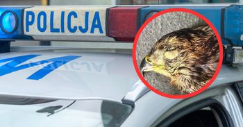 Zjawiły się na komendzie z głową jastrzębia. Jest zarzut dla 62-latka