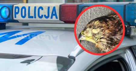 Zjawiły się na komendzie z głową jastrzębia. Jest zarzut dla 62-latka