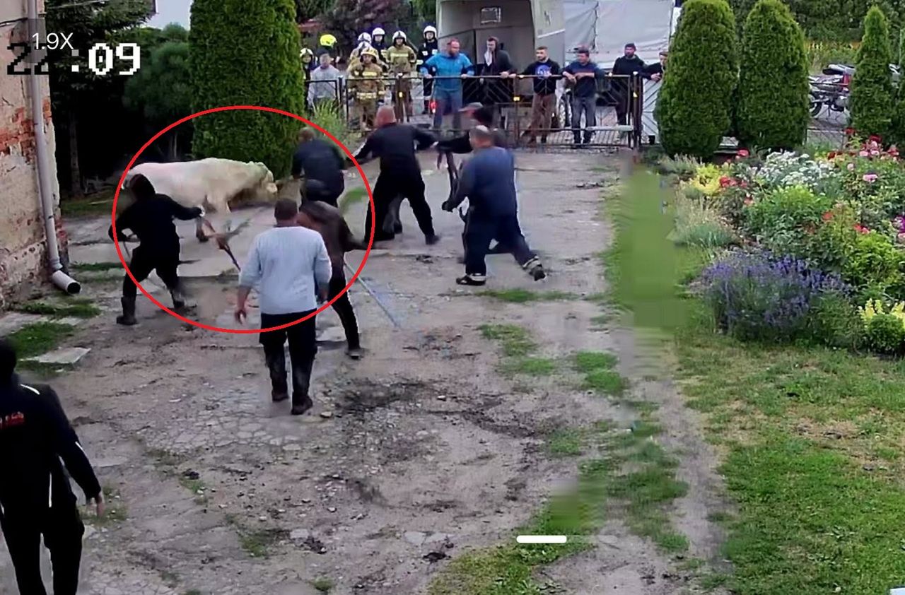 Wstrząsające obrazy w Turznie. Byk stratował ludzi. Oto słowa świadków