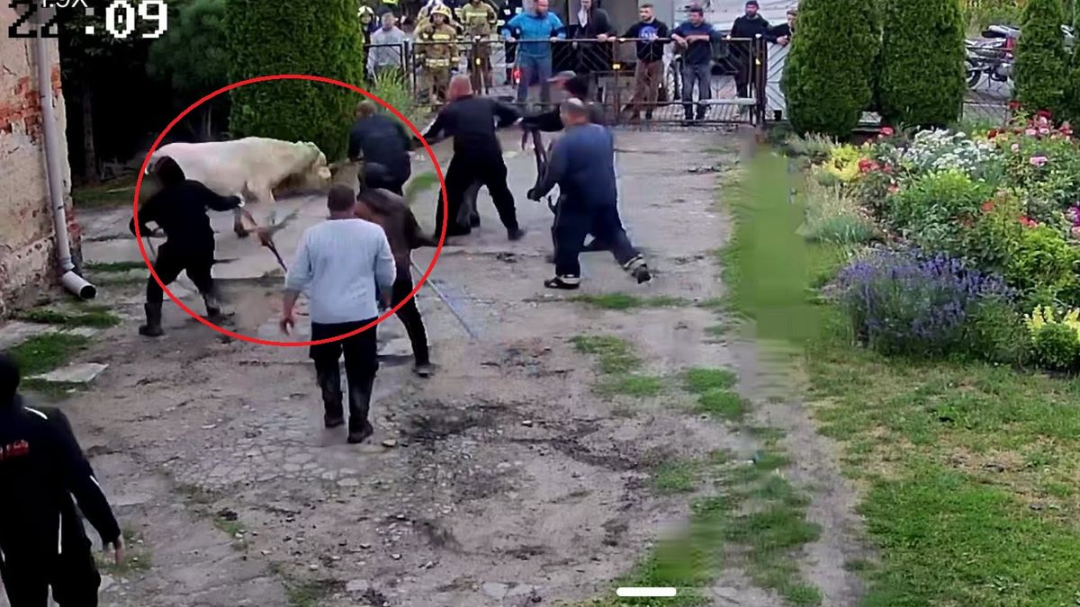 Chwile grozy pod Toruniem. Byk zaatakował ludzi