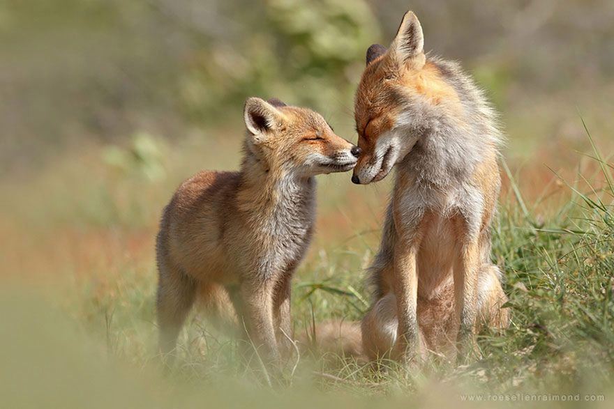 Jak robi lis? Czyli dzikie lisy Roeselien Raimond 15