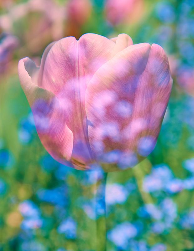 Impresjonistyczne zdjęcia kwiatów z ogrodu Claude’a Moneta