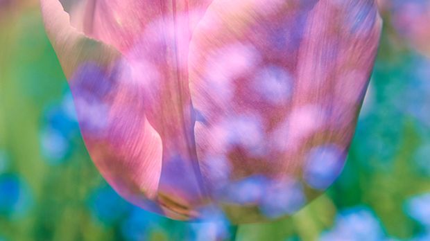 Impresjonistyczne zdjęcia kwiatów z ogrodu Claude’a Moneta 1