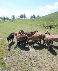 Owce na "umowie o dzieło" w Katowicach. Skończą pracę, jak skoszą teren
