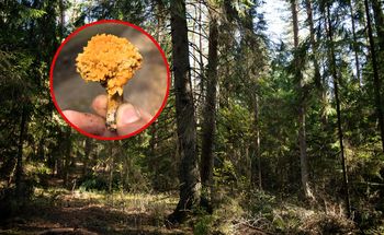 Wyjątkowe znalezisko w lesie. "Zdarza się naprawdę rzadko"