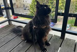 Ukradli pieniądze i kota Ramzesa. Właścicielka jest zrozpaczona