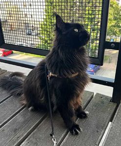 Ukradli pieniądze i kota Ramzesa. Właścicielka jest zrozpaczona