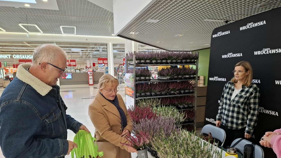 Sadzonki wrzosów w Wałbrzychu