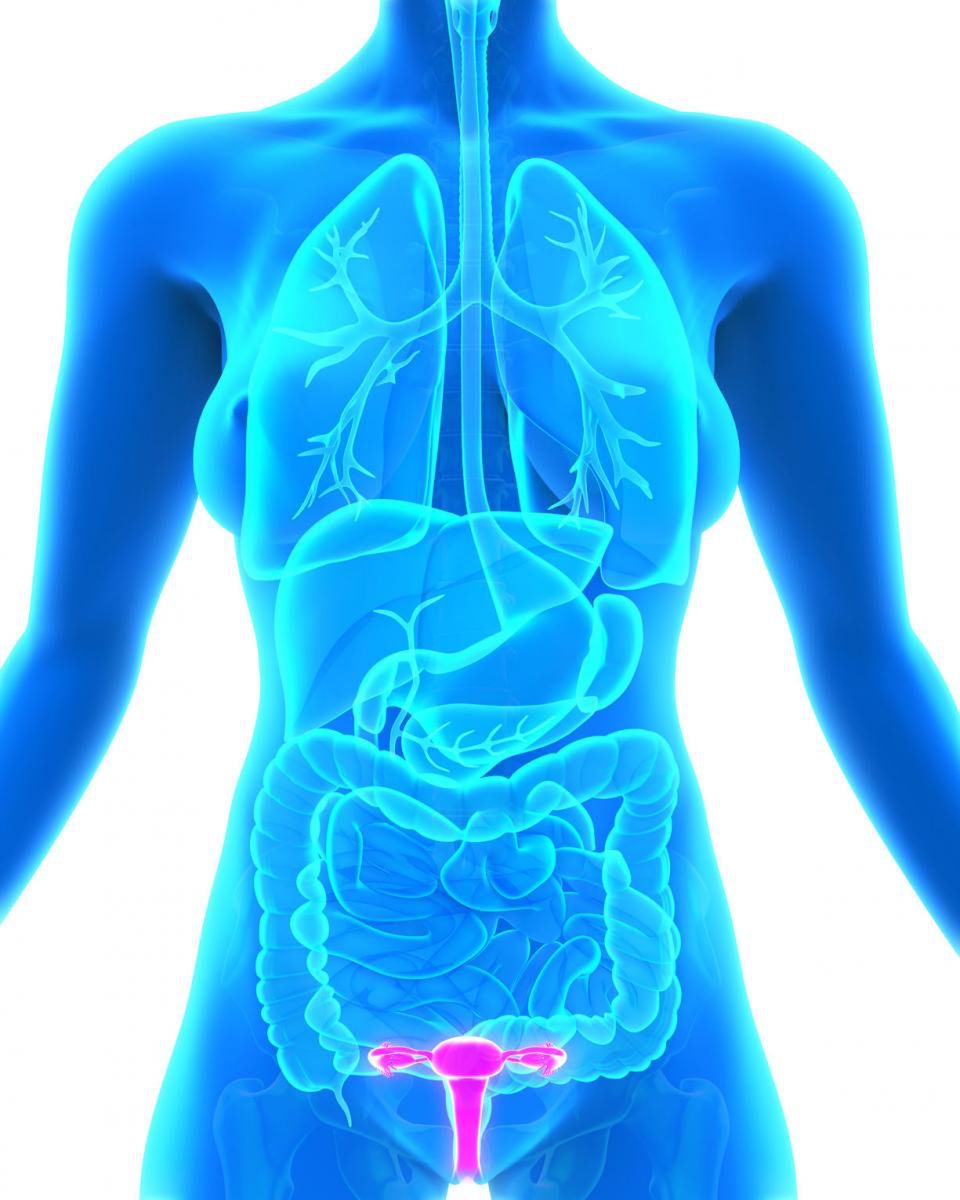 Gruczoł Bartholina znajduje się u wejścia do pochwy