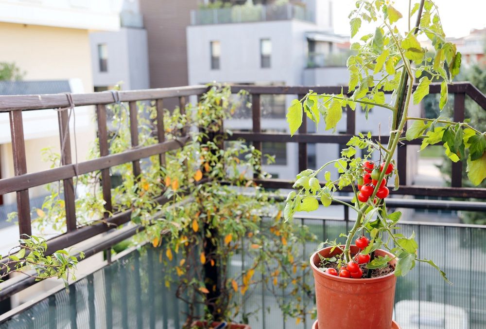 Kiedy sadzić pomidory na balkonie? Wszystko o domowej uprawie pomidorów