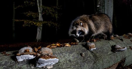 "Zorro" w polskich lasach. Inwazyjny gatunek ma się coraz lepiej