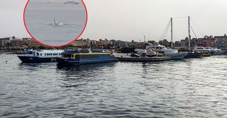 Atak rekina w Hurghadzie. Nowe doniesienia po tragedii
