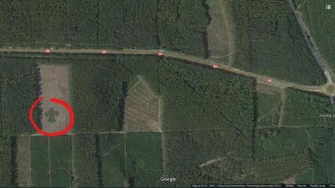 Brzozy układają się w nietypowy kształt