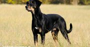 Gończy węgierski (Transylvanian Hound) – rzadki skarb z Karpat
