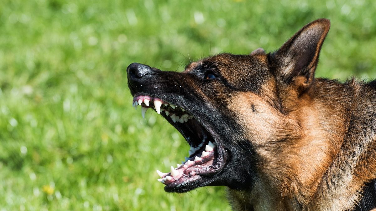 Były policjant stanął przed sądem. Jego psy zagryzły grzybiarza