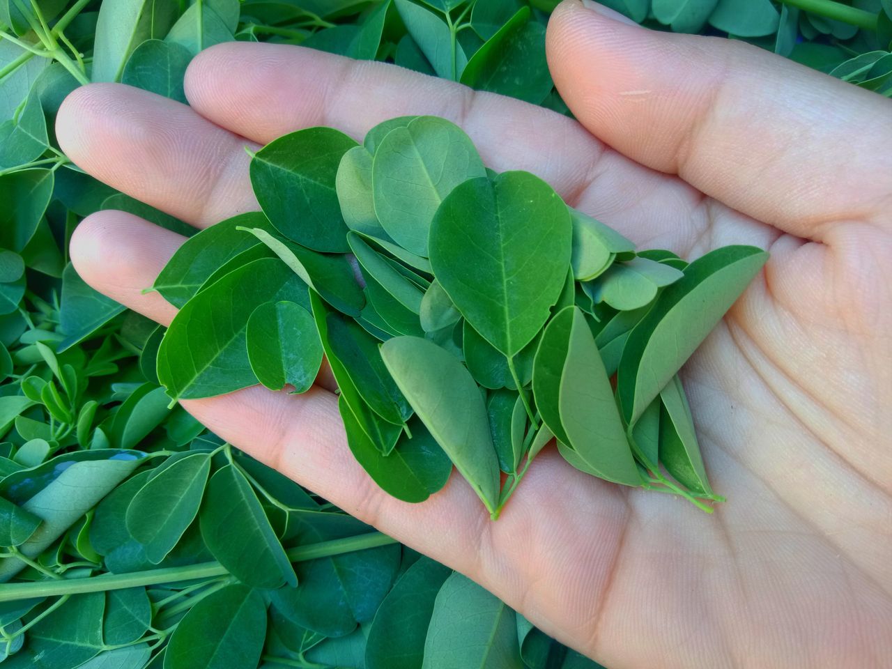 Moringa zawiera 7 razy więcej witaminy C niż pomarańcze