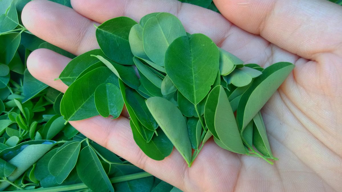 Moringa zawiera 7 razy więcej witaminy C niż pomarańcze