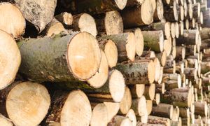 Rosyjskie drewno zalewa Polskę i UE mimo sankcji. Ujawnili skalę procederu