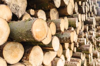 Rosyjskie drewno zalewa Polskę i UE mimo sankcji. Ujawnili skalę procederu