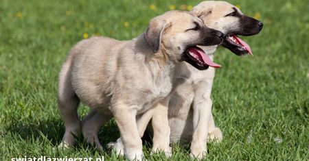 Kangal – turecki olbrzym wśród psów pasterskich