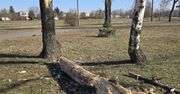 Groźna sytuacja na Świerczewie. Drzewo runęło przy placu zabaw