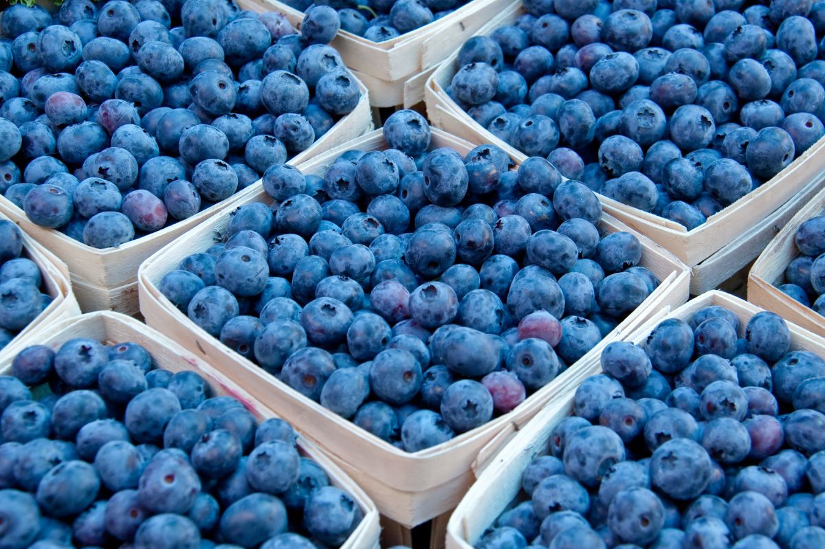 Blueberries unfortunately not for everyone