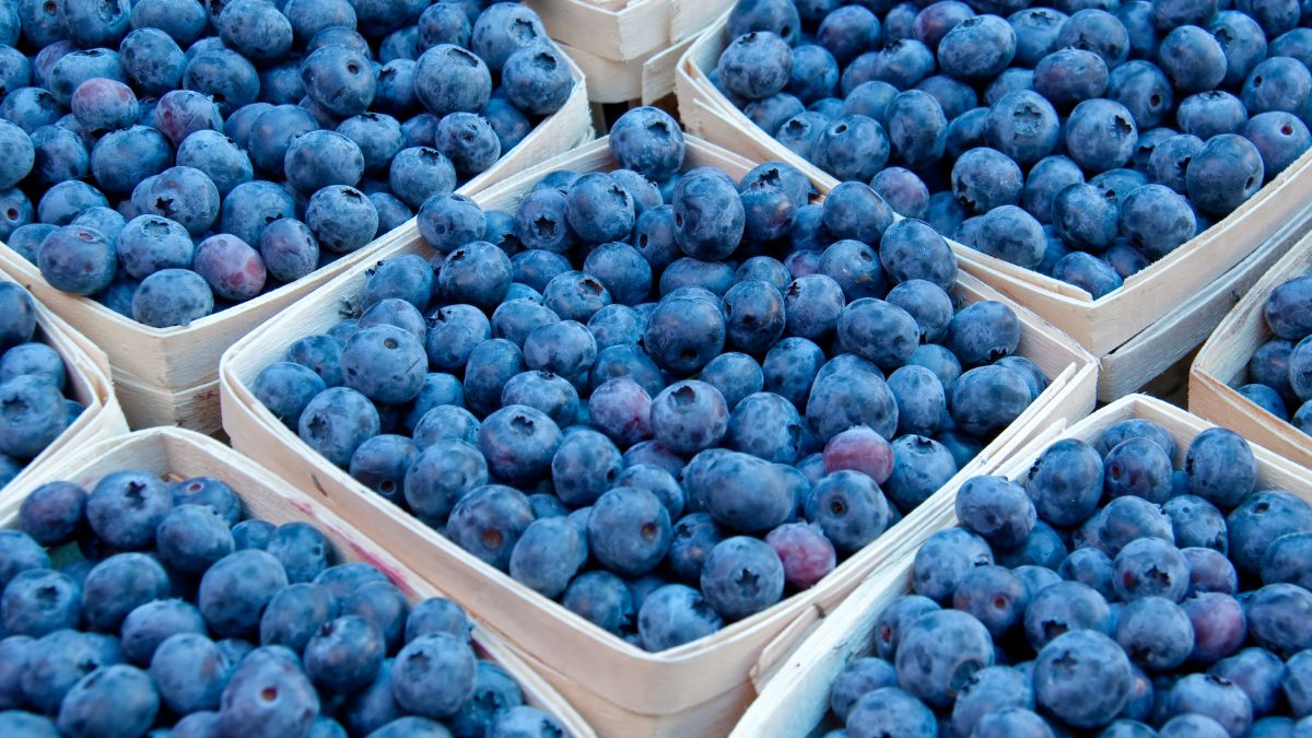 Borówki amerykańskie niestety nie dla wszystkich