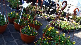 Sławno: Tłumy na targowisku w piątek 20 marca 2026. Czuję się wiosnę