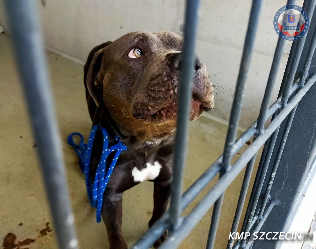 Szczecin: Porzucił psa rasy American Bully. Stanie przed sądem