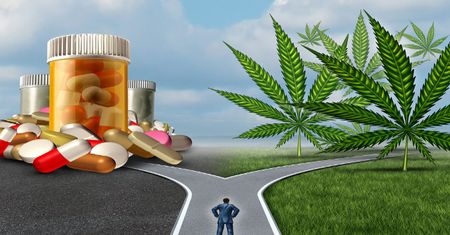 Marihuana lecznicza - zastosowanie w ziołolecznictwie, leczenie nowotworów